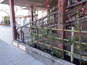 東京都あきる野市秋川駅 生垣と支柱の設置