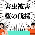 サクラの害虫被害による伐採