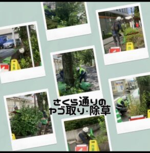 さくら通りの桜のヤゴ取り