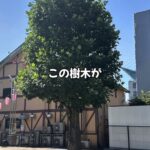 夏の現場作業の一コマお見せします