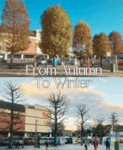 秋から冬へ