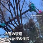 枯れたサクラの伐採