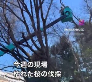 枯れたサクラの伐採