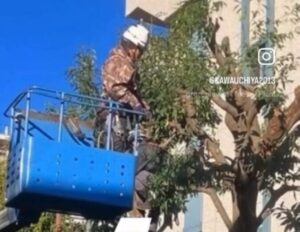 冬の高校樹木剪定